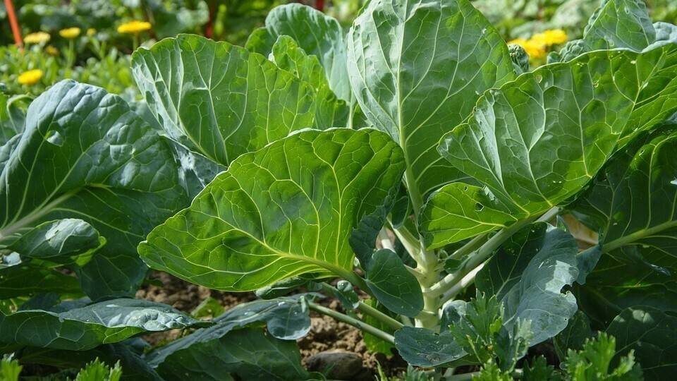 cultivation-3481052_960_720|TIAZOSAC_BOTE_1L